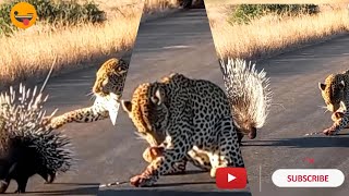 Prickly Porcupine Outsmarts Leopard | animalplanet