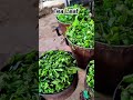 Processing Fresh Tea Leaves