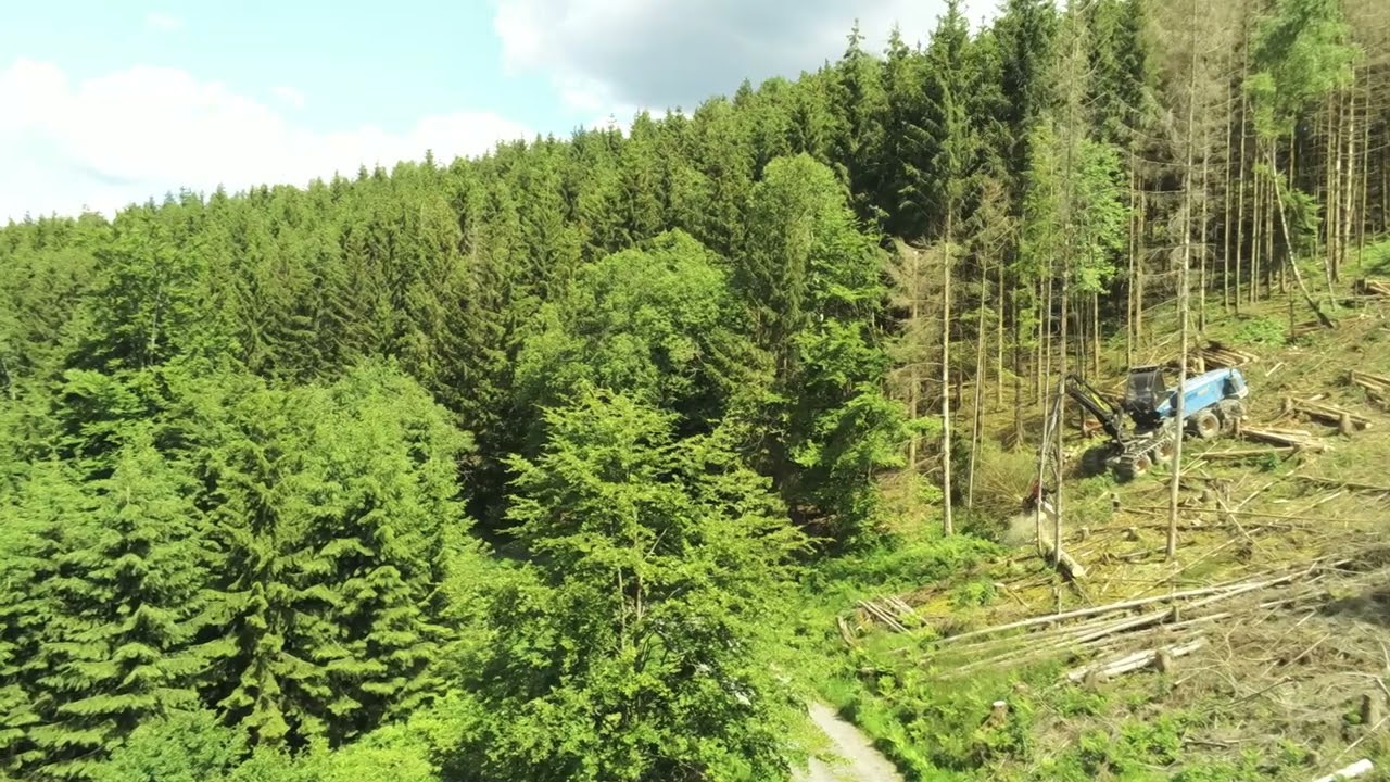 Harvester Rottne H11D im Gelände Käferfichten 