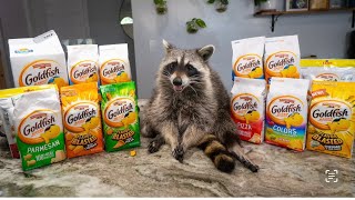 Raccoon Picks Favorite Goldfish Flavor! (Taste Test!)