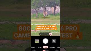 GOOGLE PIXEL 6 PRO CAMERA ZOOM TEST #pixel6pro #shotonpixel #nature #zoomtest #naturephotography