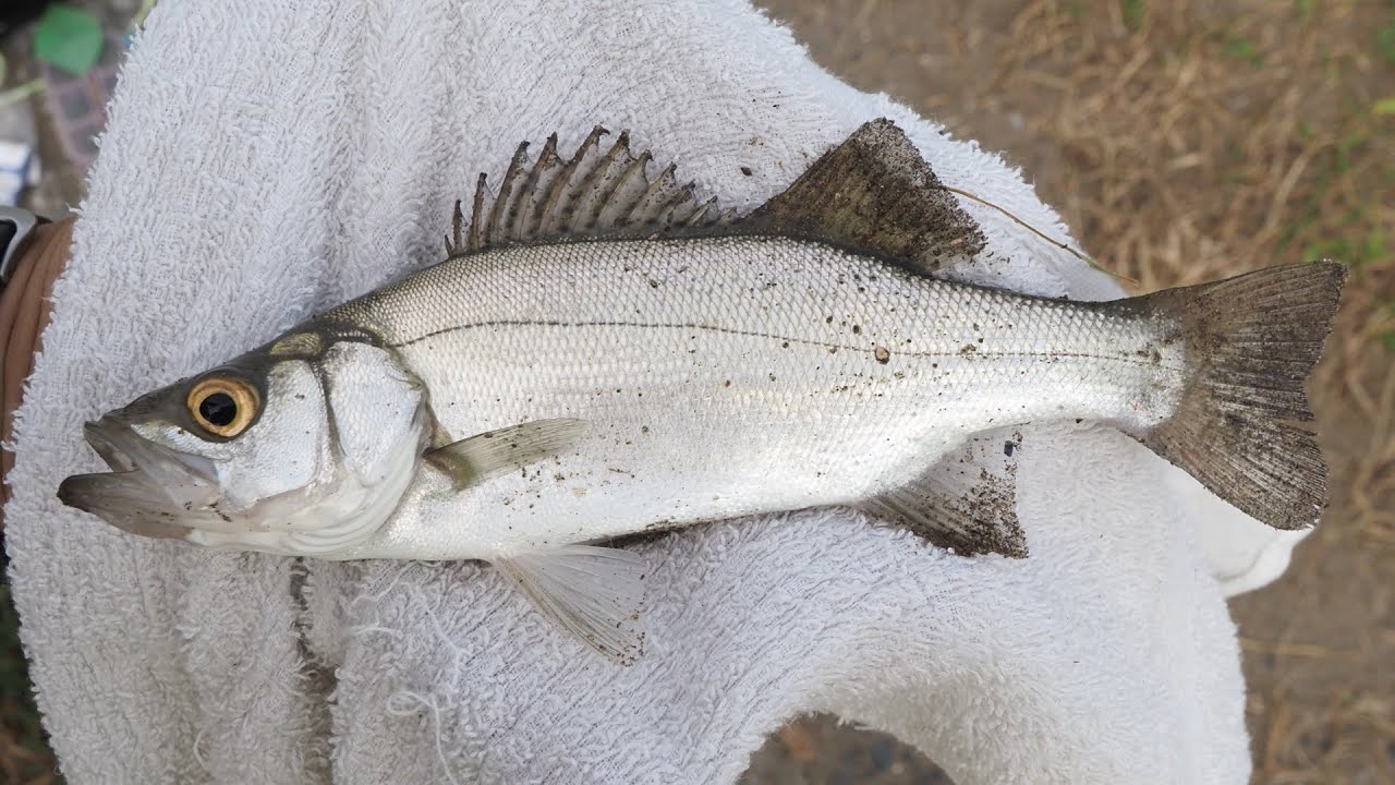 ヒラスズキが釣れました【千葉県-長生郡白子町-白子自然公園】【voicevox】