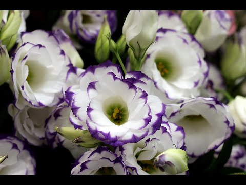 Семена Эустомы взошли! Что делаем дальше!? Честный обзор! - YouTube