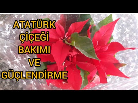 Video: Atatürk çiçeği nasıl çiçeklenir? Kapalı çiçekler: bakım, bakım