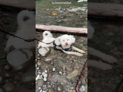 Coco disfruta mucho del río🐶💕