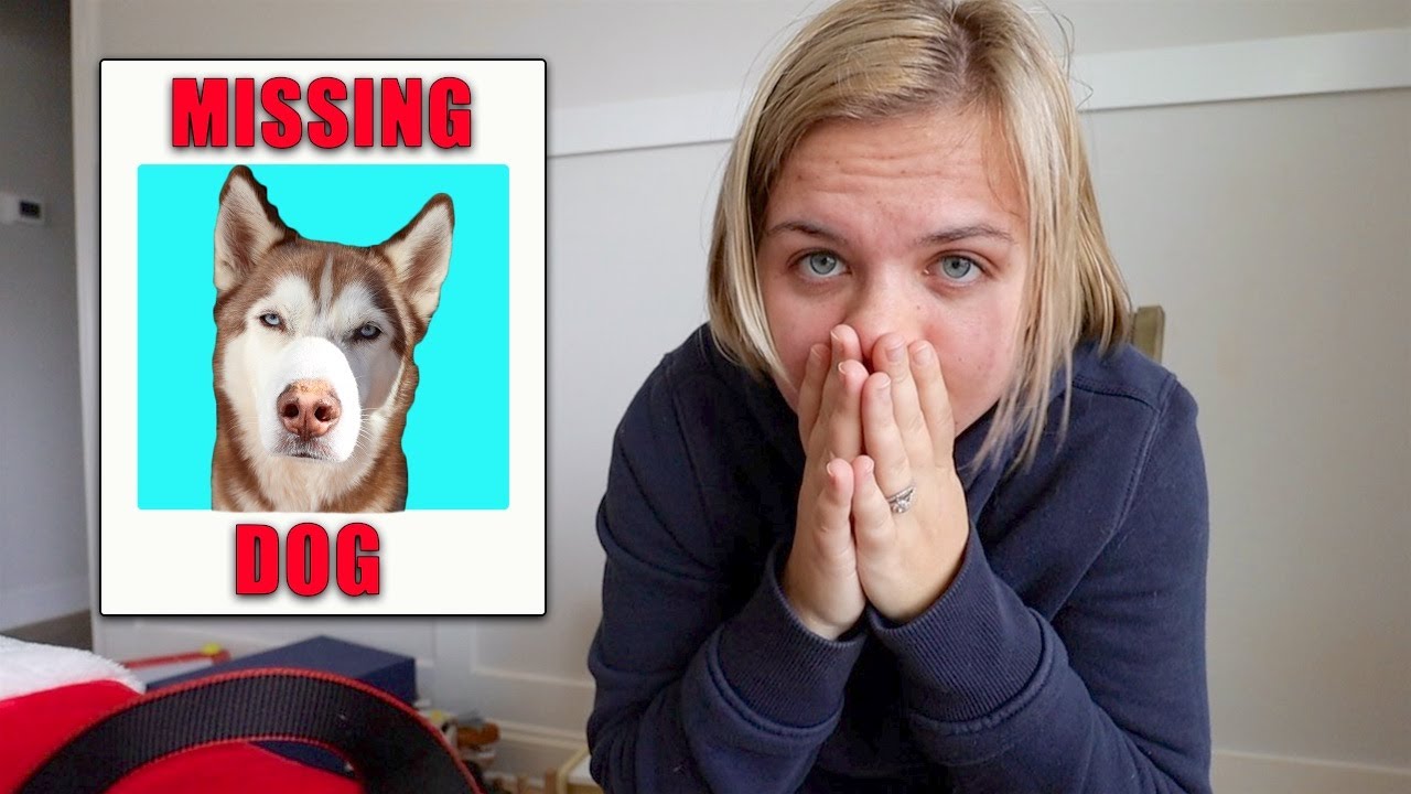 Our dog is missing.. Cece got out! YouTube