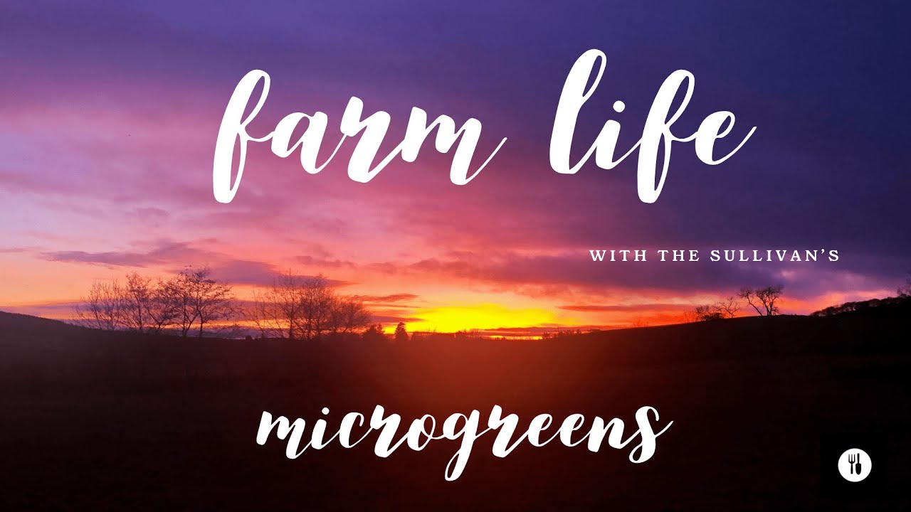 Caleb growing Microgreens...