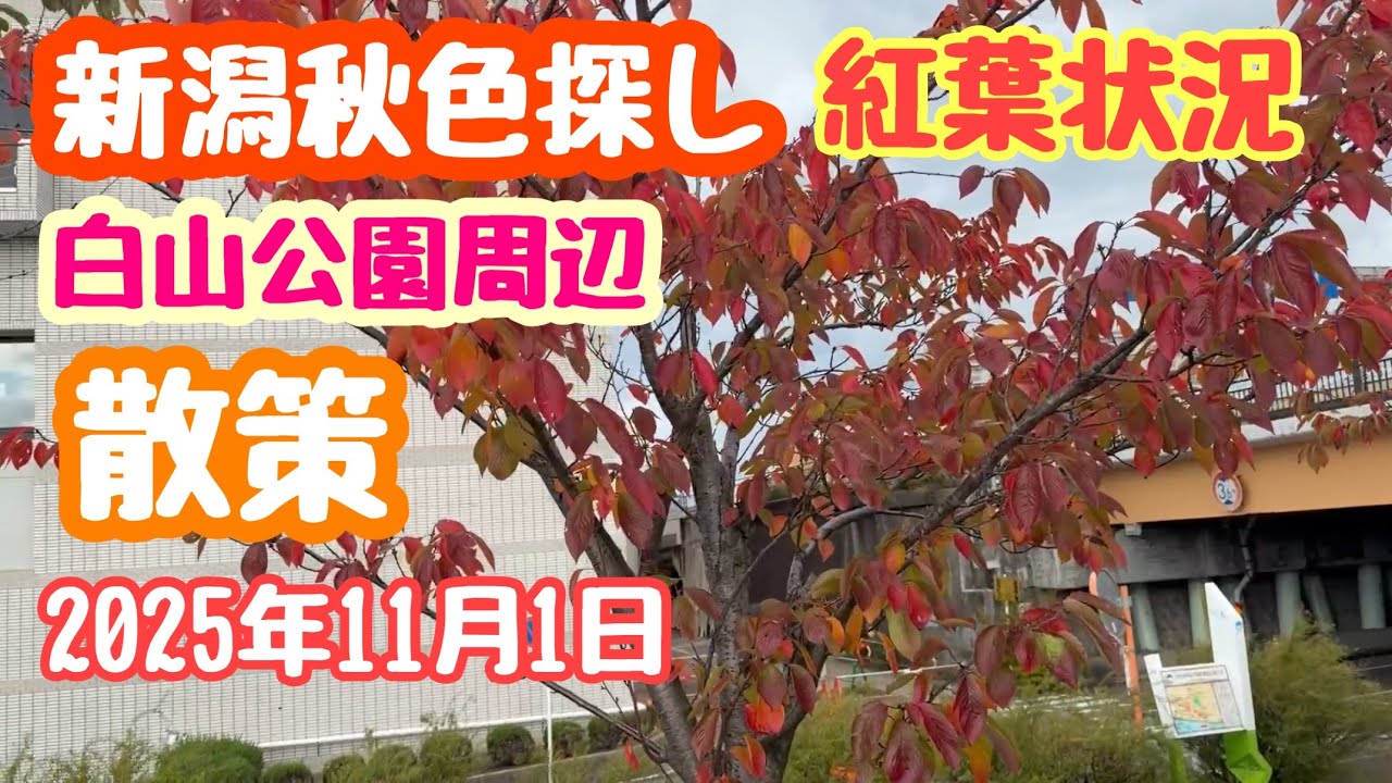 2025.11.21赤葉 新潟赤玉 November 1, 2025 Niigata Autumn Color