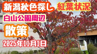 November 1, 2025 Niigata Autumn Color Search Hakusan Park Autumn