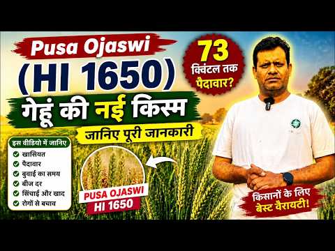 Pusa Ojaswi (HI 1650) गेहूं की नई किस्म 🔥 73 क्विंटल तक पैदावार? जानिए पूरी जानकारी