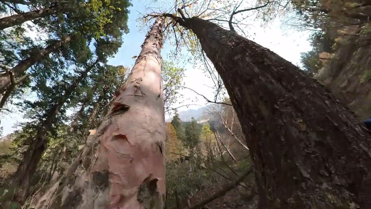 Day 5: Boslo to Swarnadhara/Untigad | Har Ki Dun Ruinsara Tal Trek April 2022 - Indiahikes