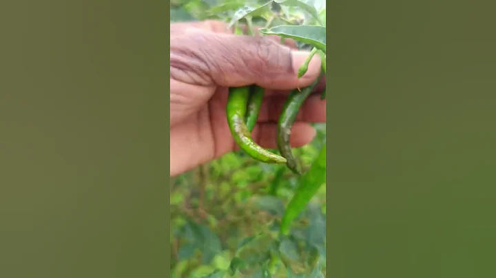 एन्थ्रेक्नोज बिमारी का सही इलाज #anthracnose #farming #agriculture #crop #organic #organic #garden