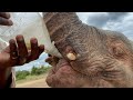 Baby Elephant, Khanyisa Comes Speedwalking For Her Bush Milk Bottle 🍼 🐘