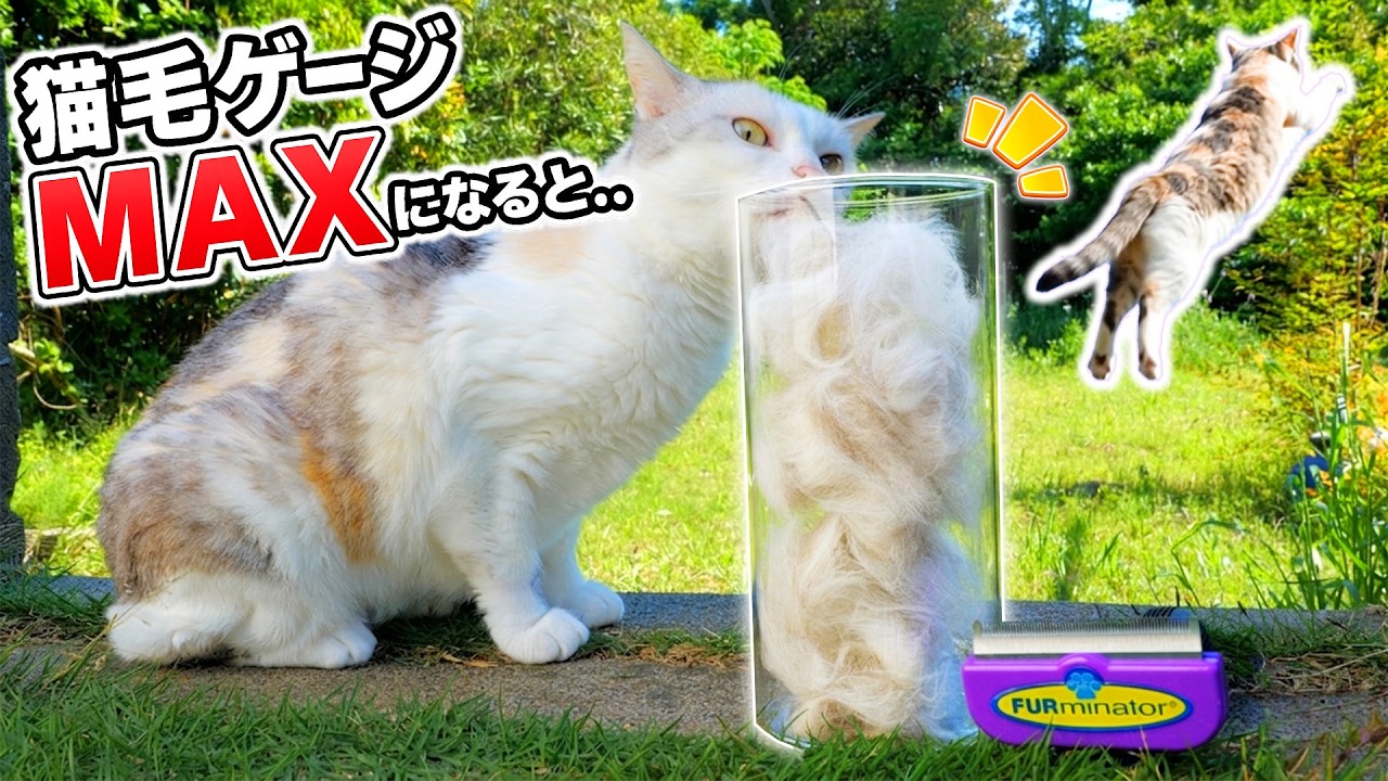 猫毛ゲージがMAXになった瞬間…ネコ吉‼ネコ吉～～～‼‼‼