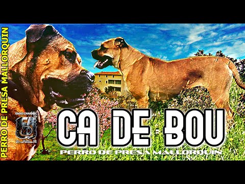 Descubre por qué el Presa Mallorquín Destaca como Perro de Trabajo 🐕🦺💪 hqdefault