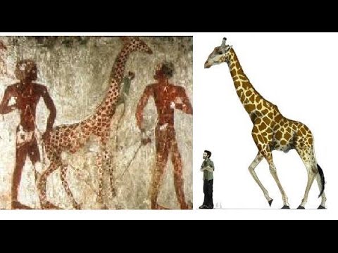 Video: Did Mythological Giants Exist