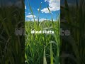 Wind Flute Background Music #music #motivationalsong #karaoke #ambientmusic