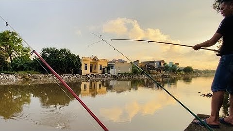 Câu cá rô phi bằng mồi lăng xê / cá ăn lia lịa quá đã