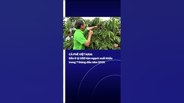 CÀ PHÊ VIỆT NAM: Gần 6 tỷ USD kim ngạch xuất khẩu trong 7 tháng đầu năm 2025 | VTVIndex