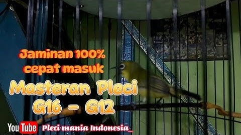 Masteran pleci G16-G12 tembakan rapat, jaminan pasti cepat masuk dan nembak pleci nya