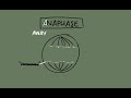 Mitosis | Interphase, Prophase, Metaphase, Anaphase and Telophase