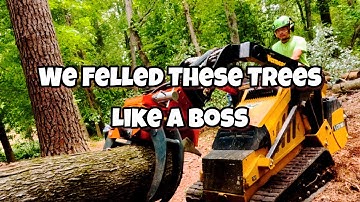 Tree Felling Done Like a Boss!