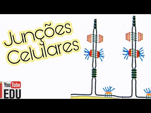 Vídeo: Como as junções intercelulares se conectam?