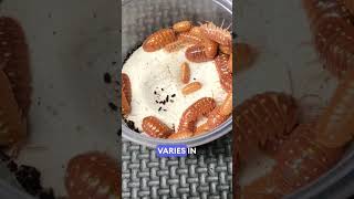 WHICH is YOUR Favorite? Armadillidium klugii Montenegro ‘Orange’ va. Oniscus asellus BC Maple