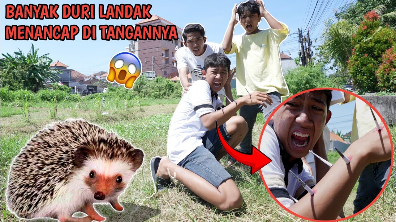 Gawat! Tangan Saputra Tertusuk Duri L4ndak yang Galak?? | Mikael Family