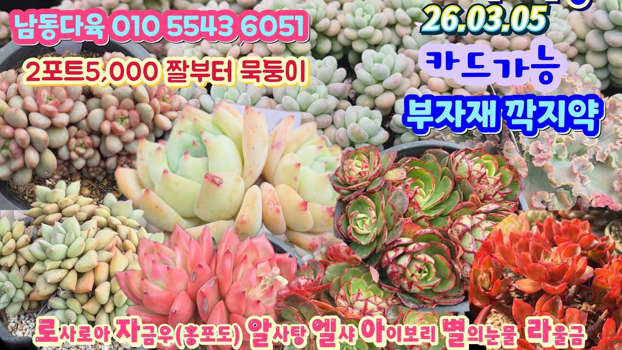 남동다육(3)묵둥이 2포트5천원짤 부자재 깍지약 다둥이/로사로아 라울금 별의눈물 알사탕 백봉등