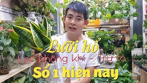 Lưỡi hổ - các loại cây lưỡi hổ, ý nghĩa, cách chăm sóc