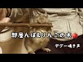 【デグー】部屋んぽ＆りんごの木
