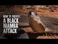How To Survive A Black Mamba Attack 