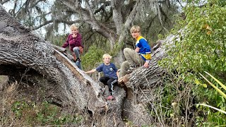 Zeus & The Boys Explore the Lightning-Split Oak 🌳⚡🐺