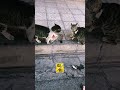 PLOT TWIST: A new challenger enters! 😳🐈 (Part 4)