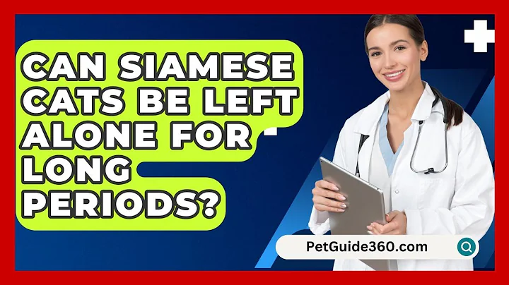 Can Siamese Cats Be Left Alone for Long Periods? - PetGuide360.com