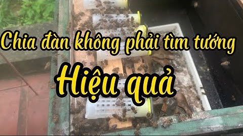 Chia đàn không phải tìm đến tướng #xử lý ong đực hiệu quả