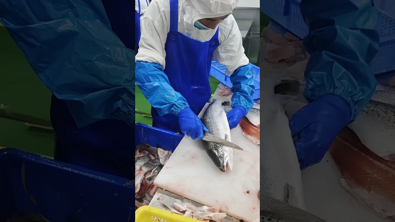 Cutting Fish Art  Creativity in Every Slice 