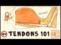 The basic science of tendons  tendinitis