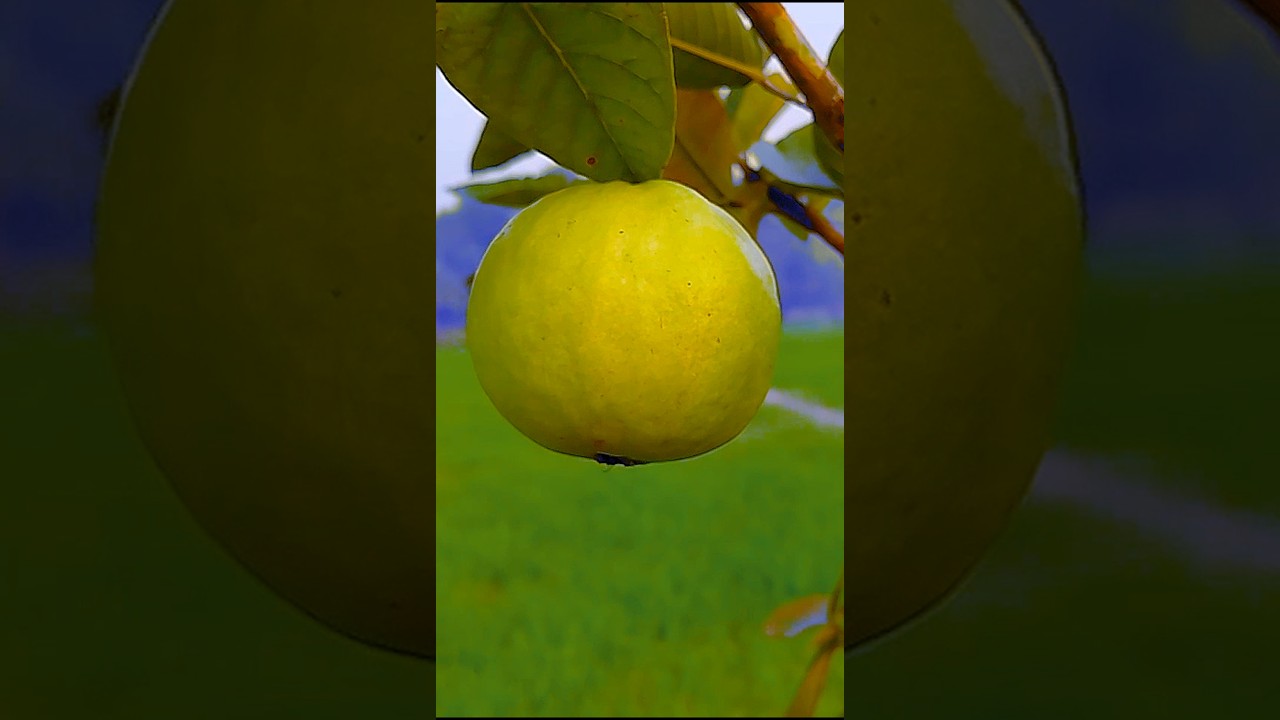 farming Reels 🍎❤️।