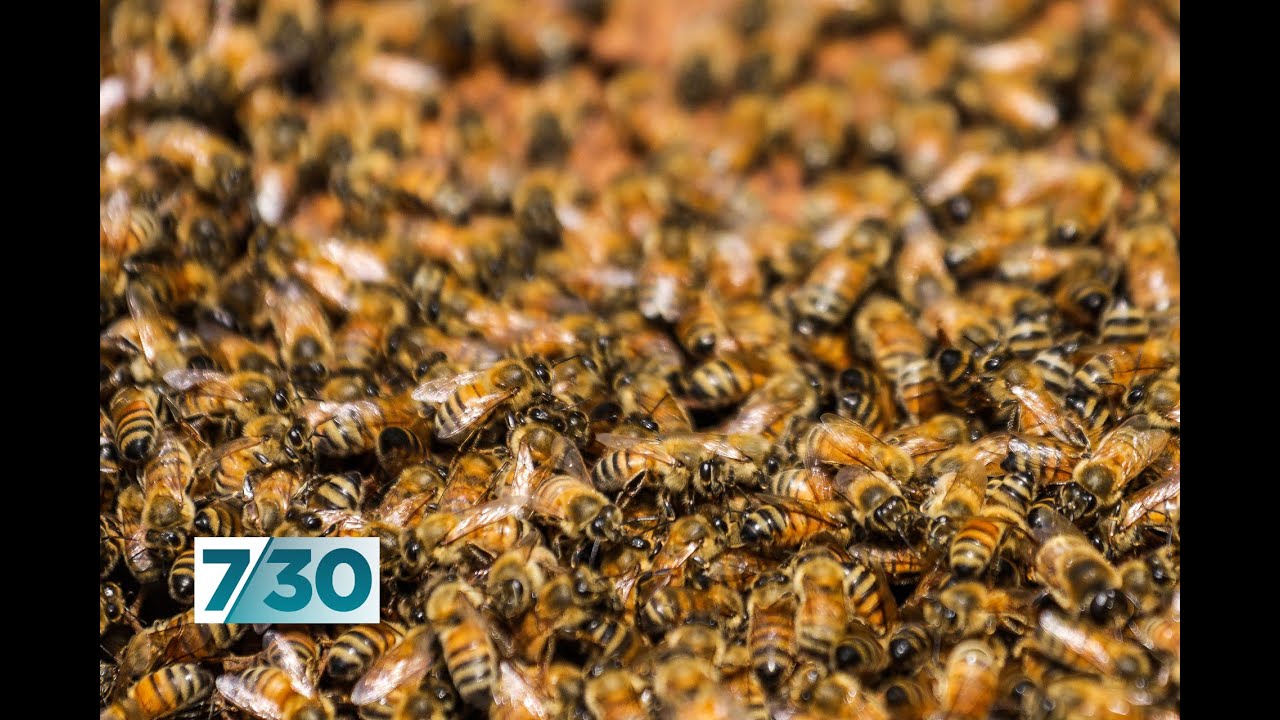 Drought and fire having devastating impact on honey production | 7.30