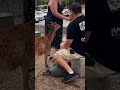 鹿さん警備員に注意される