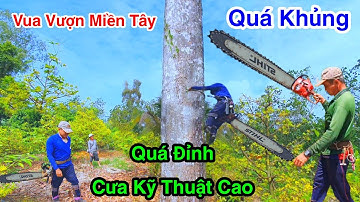 Cưa Cây Dầu Siêu To Kỹ Thuật Cao Trong Vườn Mai Bạc Tỷ Quá Căng Thẳng 1/3