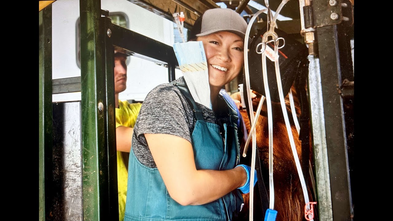 A Conventional Embryo Transfer -  Part 1 (Ft. Dr. Ashley/Midwest Embryo Transfer Services)