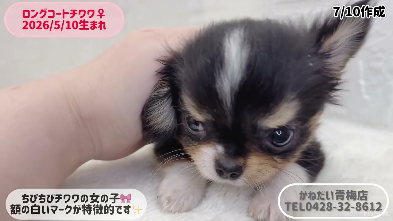 チワワ② 価格の安いロングコート・チワワ♀②姉妹入舎♪【動画あり】 / ペット