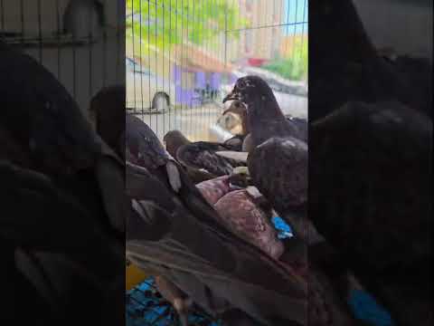 normal pigeon for sale சாதா புறா விற்பனைக்கு உள்ளது #karthik_brothers_media