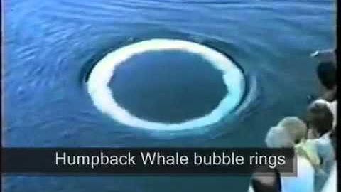 Extraordinary Toroidal Vortices