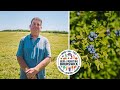 Wild blueberry harvester  tuddenham farms ltd