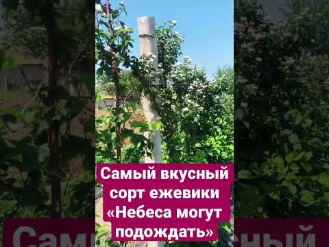 Самая вкусная ягода