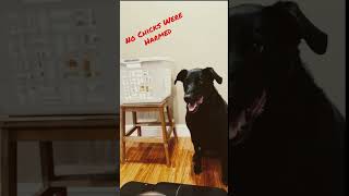 The Cheese Tax Credits Matt Hobbs Song